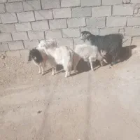 بزغاله نر ۲۷۵ بزغاله ماده ۲۴۵|حیوانات مزرعه|بیرجند, |دیوار