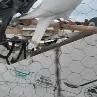 کبوتر کفتر۲۰۰