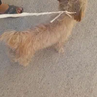 سگ پا کوتا|سگ|فارسان, |دیوار