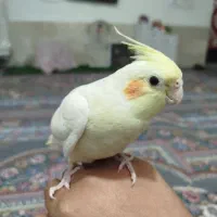 عروس هلندی لوتینو دستی