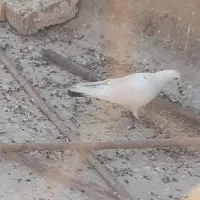 کبوتر نر گرفتنی نشون دار|پرنده|قم, آزادگان|دیوار