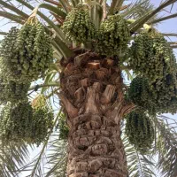 نخل|خدمات باغبانی و درختکاری|رامهرمز, |دیوار