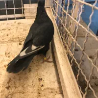 کفتر پرش صید|پرنده|مشهد, عبادی|دیوار