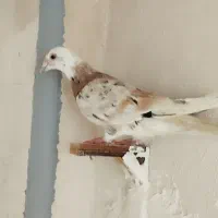 کفتر شازده کیشکلک سبز