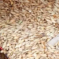 جو درجه یک آسیاب شده