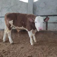 قرمزشرابی سیاه قهوهای گوساله فروشی به تعداددلخواه|حیوانات مزرعه|اصفهان, آبشار|دیوار