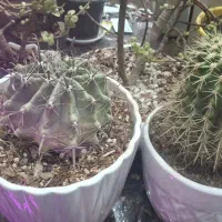 کاکتوس اچینو|گل و گیاه طبیعی|اندیشه, شهرک مریم|دیوار