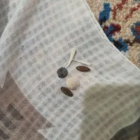 حقیق جفت گردنی