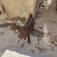 بزغاله ماده هلندی جنس اصل