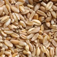 گندم خوب 25کیلو