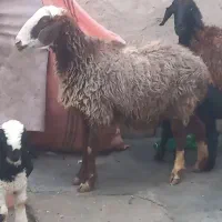 دوعدد شیکش میش جوون هیکلی دونه ۲۴۵۰۰