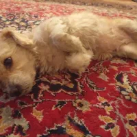 وازگذاری سگ اشپیت شیطون