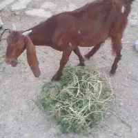 بز،نر وماده|حیوانات مزرعه|بندر ماهشهر, |دیوار