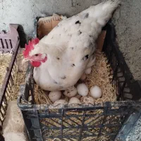 تخم مرغ گلین