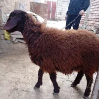 توخلو ماده|حیوانات مزرعه|ماکو, |دیوار