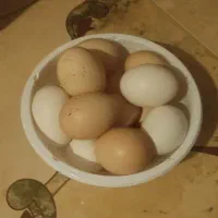 فروش تخم لاری