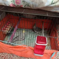 عروس هلندی|پرنده|فردوسیه, |دیوار