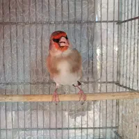 سهره سقا نر بخون