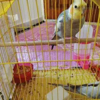 پرنده|پرنده|تهران, بوستان چیتگر|دیوار