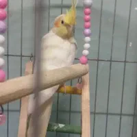 دوتا عروس هلندی نر و ماده سرحال