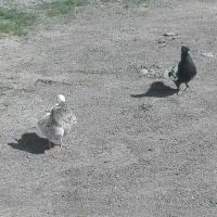 کبوتر|پرنده|رودبار, |دیوار