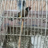 سهره صحرایی