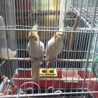 عروس هلندی نر وماده