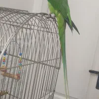 شاه طوطی سخنگو|پرنده|تهران, زهتابی|دیوار