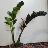 فروش گلهای آپارتمانی زاموفلیا|گل و گیاه طبیعی|تهران, دژکام|دیوار