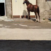 مادیون عرب چک یک ماهه