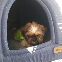 فروش توله سگ