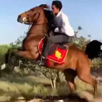 فروش ۱۰ اسب کورد