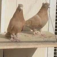 کبوتر برشی|پرنده|محمدشهر, شهرک پیام (مهرالبرز)|دیوار