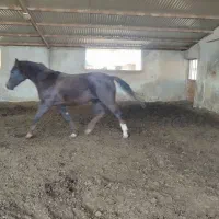 اسب ترکمن مادیان