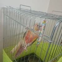 طوطی گرینچیک