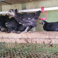 جوجه مرندی|حیوانات مزرعه|شیراز, قلات|دیوار