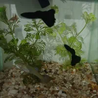 ماهی گوپی.ماهی فایتر نراماده سیچیلاد افریقایی‌تنگ‌