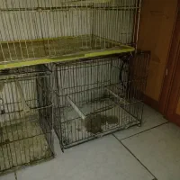 فروشی فوری|پرنده|تهران, استاد معین|دیوار