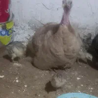 بقلمون|حیوانات مزرعه|چگنی, |دیوار