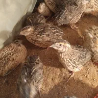 بلدرچین بالغ