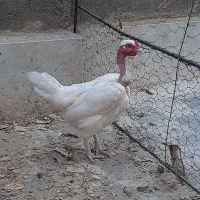 مرغ گردن لخت اصیل