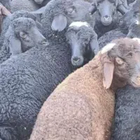 تعداد۱۰۰راس‌گوسفندمهربان‌افشارچال‌‌‌‌سالم‌وبره‌دار