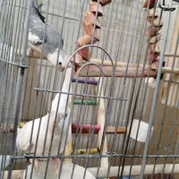 عروس هلندی