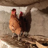 4 عدد مرغ تخمگذار و 1 عدد خروس محلی|حیوانات مزرعه|قرچک, داوود آباد|دیوار