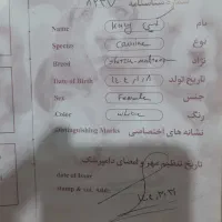واگذاری سگ|سگ|شیراز, لب آب|دیوار