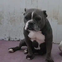 بولی|سگ|بومهن, |دیوار