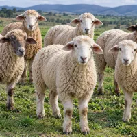 گوسفند  زنده  بره  پروار شده