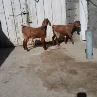 بزغاله نرپاکستانی نصل ۲قلو بره ماده بختیاری|حیوانات مزرعه|مشهد, توس (بلوار توس)|دیوار