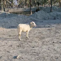 فروش گاو ماده در سیریک|حیوانات مزرعه|سیریک, |دیوار