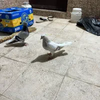 ۳ جفت دم سفید یک عدد نر کله ای